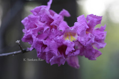 Handroanthus impetiginosus